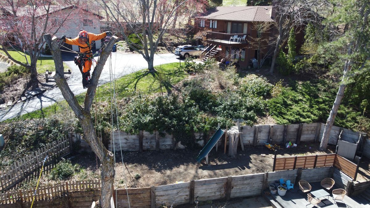 A Tapson&rsquo;s arborist in orange protective gear standing at the top of a topped spar on a terraced hillside lot, rigging ropes running down to the yard below and houses behind.