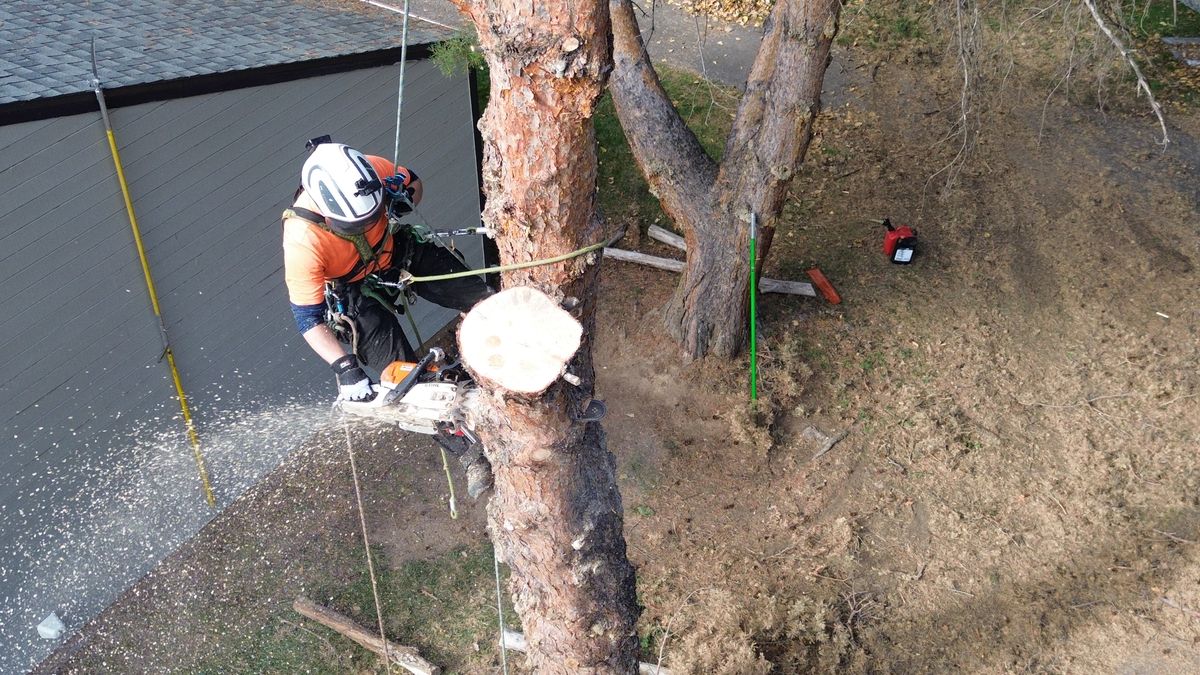 Overhead view of a Tapson&rsquo;s climber spurred into a pine trunk directly alongside a house, cutting through a section with sawdust blowing against the grey siding.