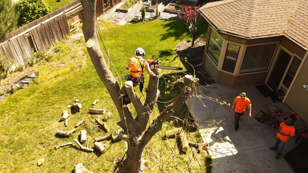 Aerial view of a three-man Tapson&rsquo;s crew on a Boise backyard removal &mdash; a climber in orange hi-vis and a white helmet roped into the trunk running a chainsaw, two groundmen in orange shirts on the patio below, and cut rounds stacked across the lawn.