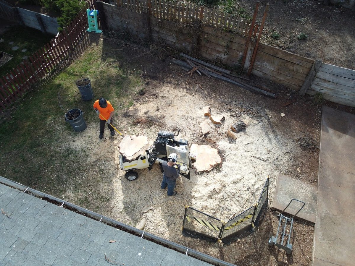 Overhead view of a Tapson&rsquo;s crew grinding a stump in a fenced Boise backyard, one operator on the machine and a second raking out the pale bed of grindings.