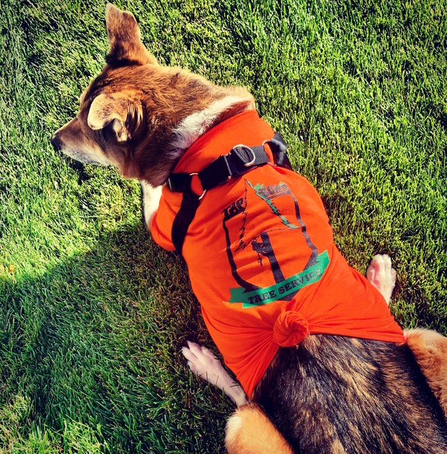 The shop dog lying in the grass in a knotted orange Tapson&rsquo;s Tree Service t-shirt, looking off to one side.