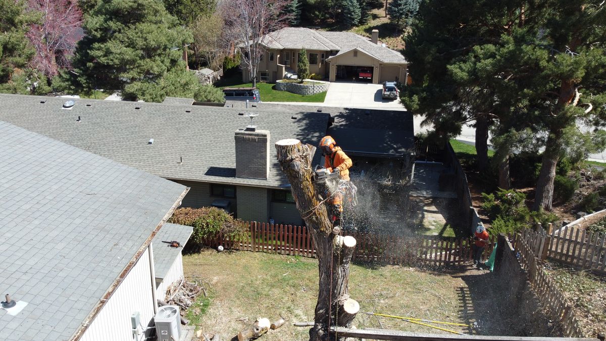 A Tapson&rsquo;s climber in full orange protective gear cutting the top off a bare spar standing directly against the roofline of a Treasure Valley home, sawdust spraying into the air and a groundman waiting by the fence.