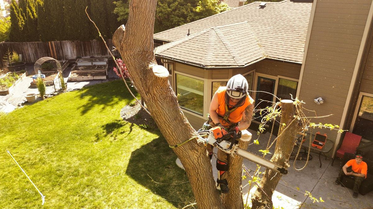 A Tapson's Tree Service climber in orange hi-vis and a white helmet running a chainsaw partway up a large tree trunk in a Boise backyard, with a groundman waiting on the patio below.